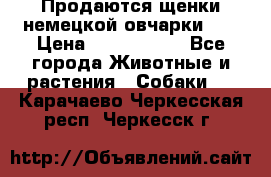 Продаются щенки немецкой овчарки!!! › Цена ­ 6000-8000 - Все города Животные и растения » Собаки   . Карачаево-Черкесская респ.,Черкесск г.